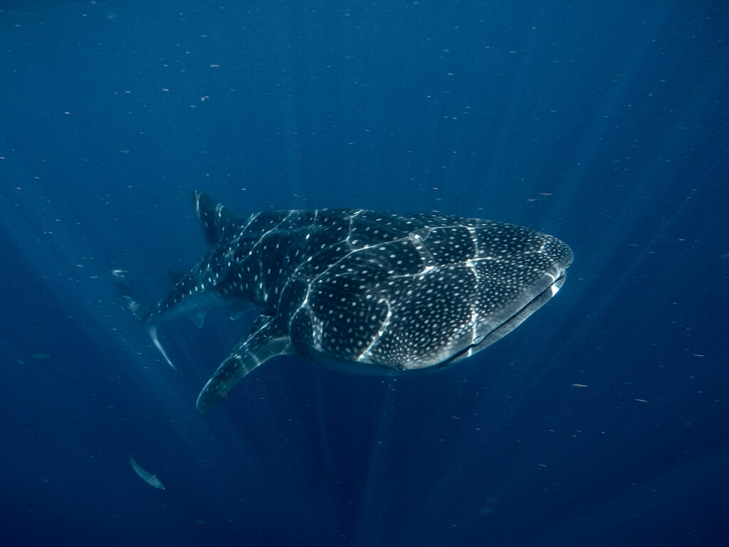 A whale shark in Sumbawa